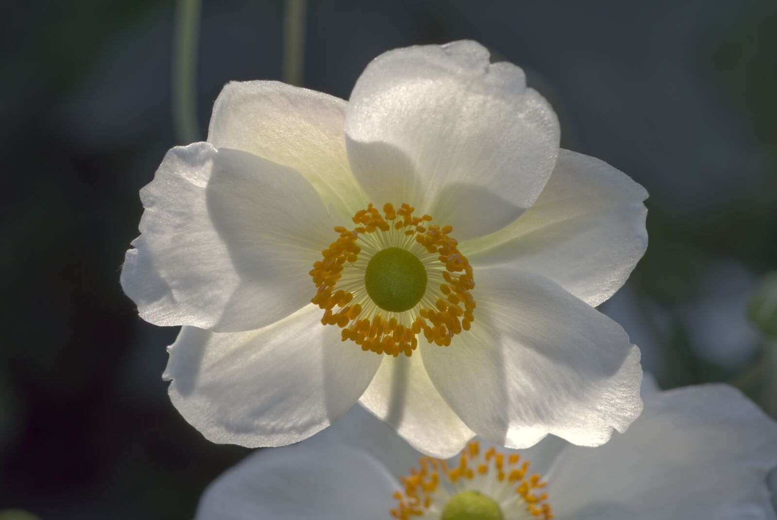 Pentax KP sample photo. Ranunculus, anemone, white photography