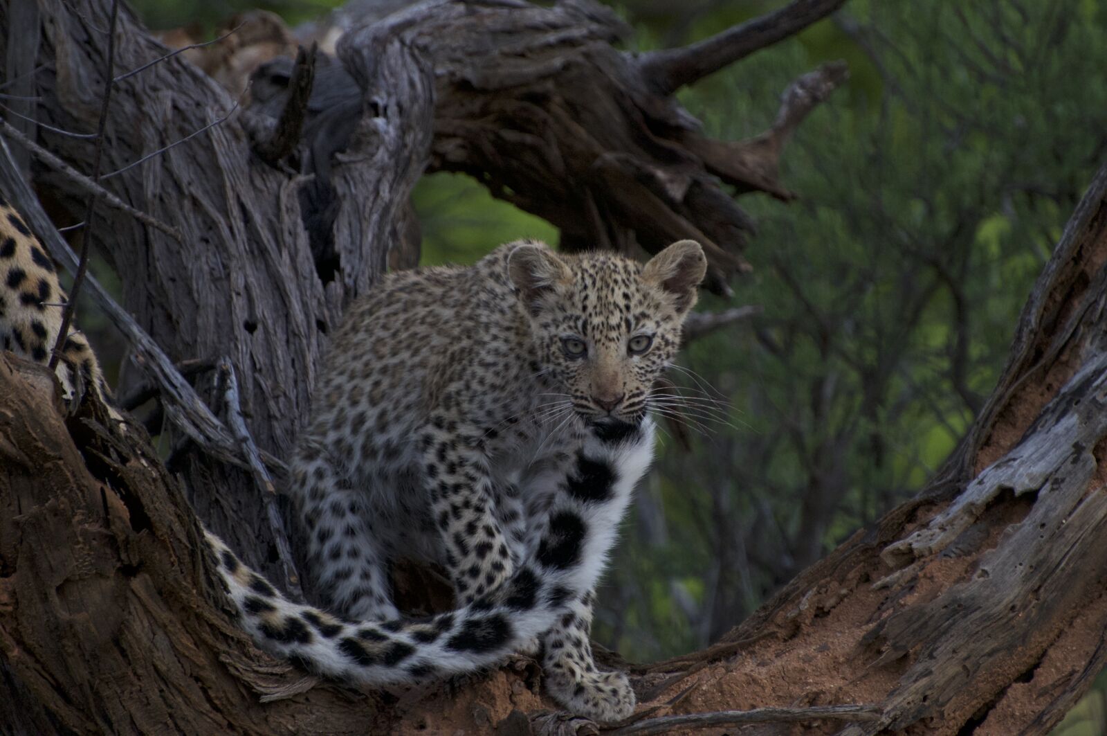 Nikon D300 sample photo. Leopard cub, leopard, cub photography