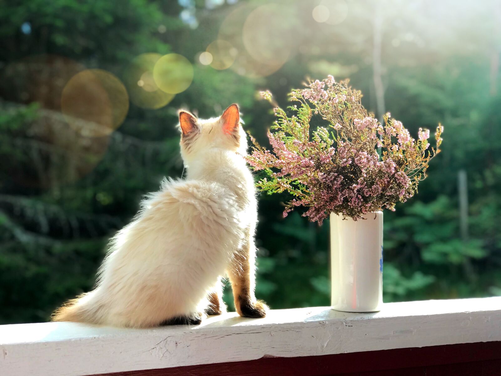 Apple iPhone 7 Plus sample photo. Cat, kitten, heather photography