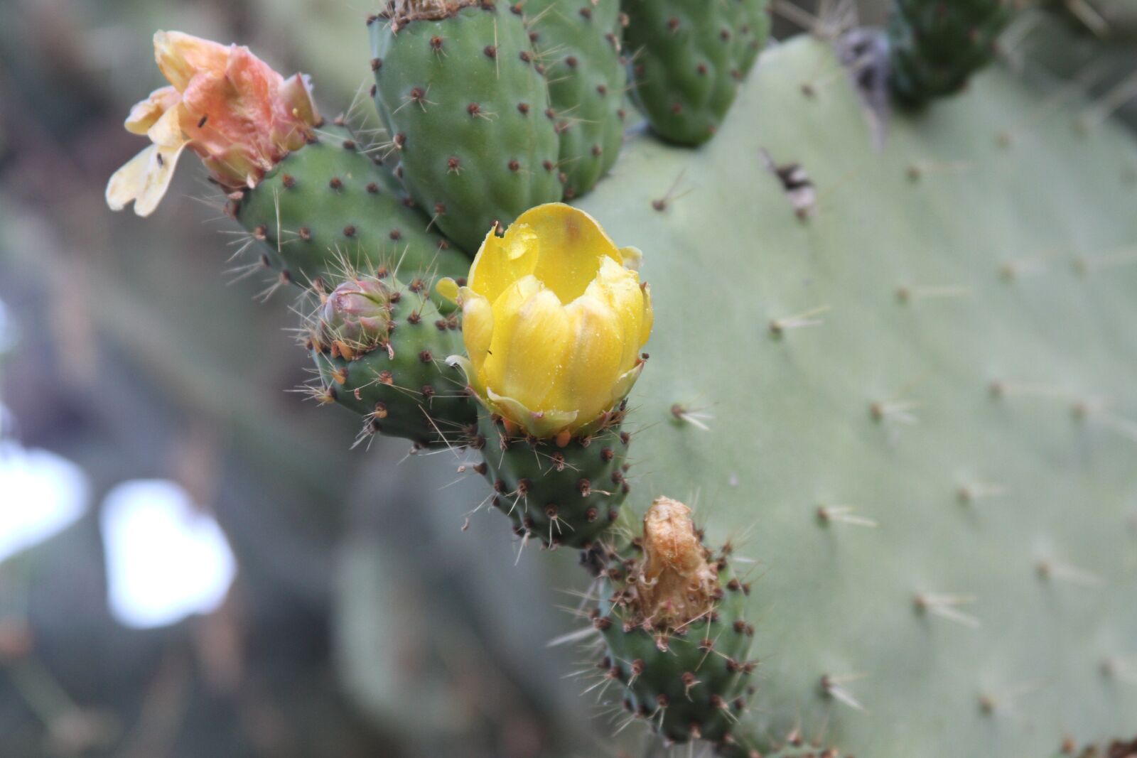 Canon EOS 7D sample photo. Fig, prickly pear, cactus photography