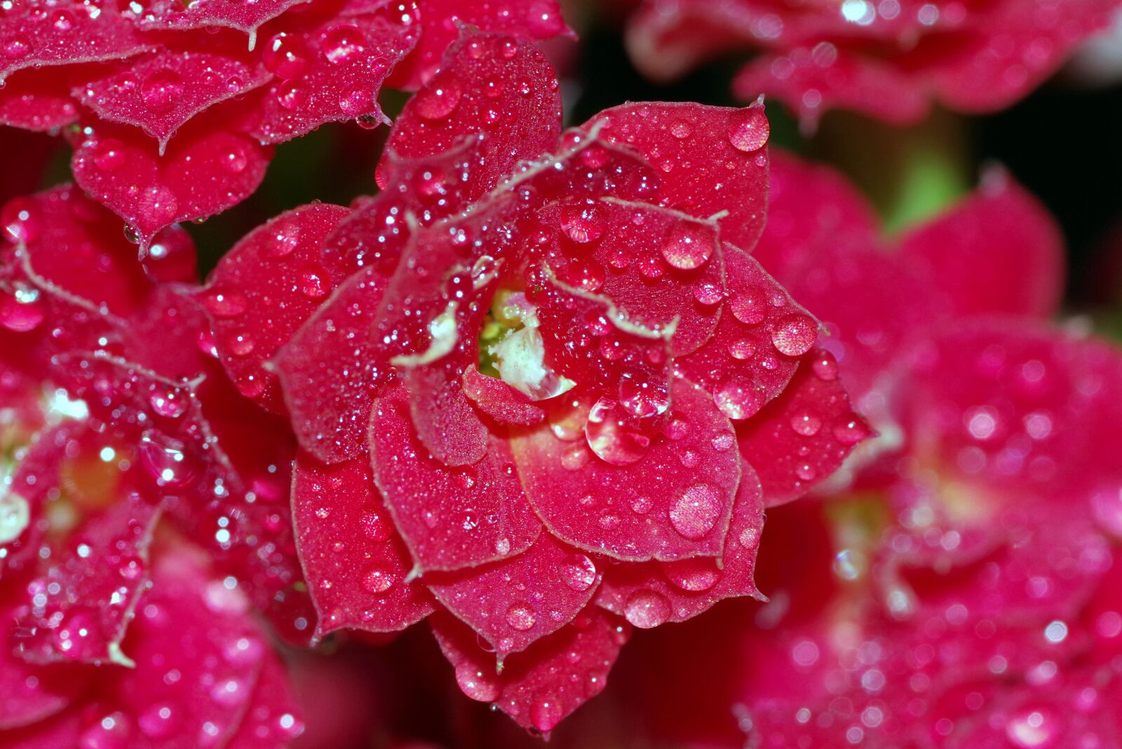 Pentax K-S2 sample photo. Rosa, drops, flower photography