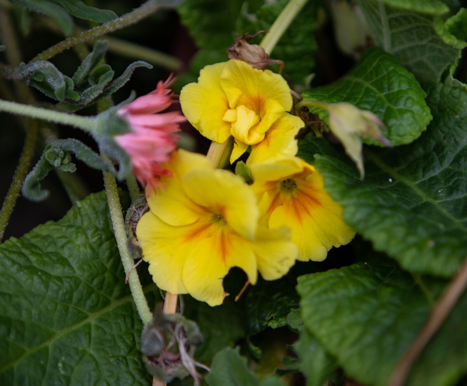 Canon EOS 5D Mark III sample photo. Primrose, yellow wild flower photography
