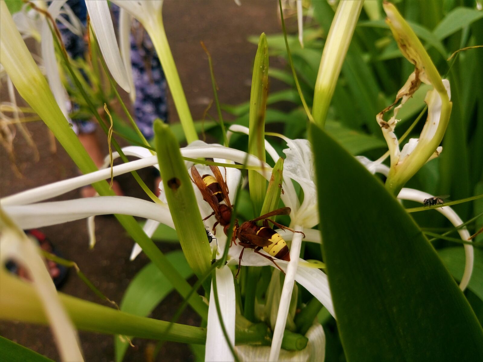 Sony Xperia M5 Dual sample photo
