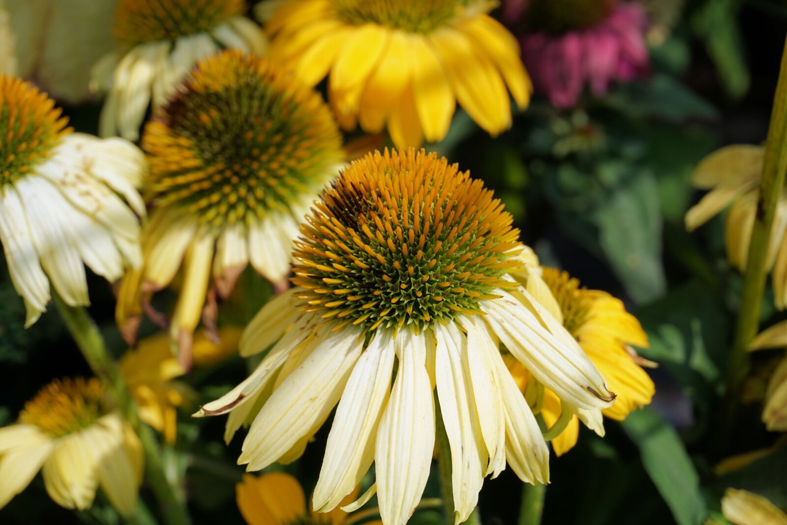 Sony a6000 sample photo. Coneflower, flower, blossom photography
