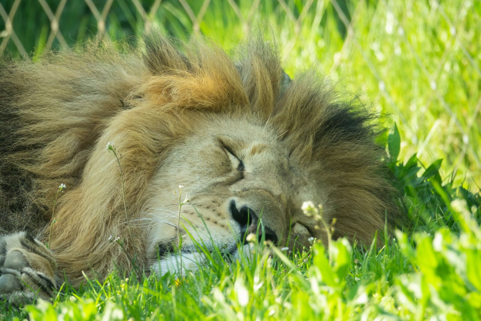 Sony Cyber-shot DSC-RX10 III sample photo. Lion, sleeping, relaxed photography