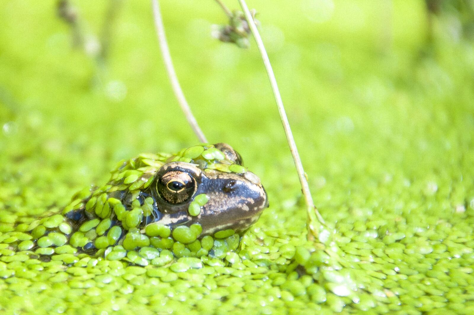 Nikon D5000 sample photo. Frog, green, water photography