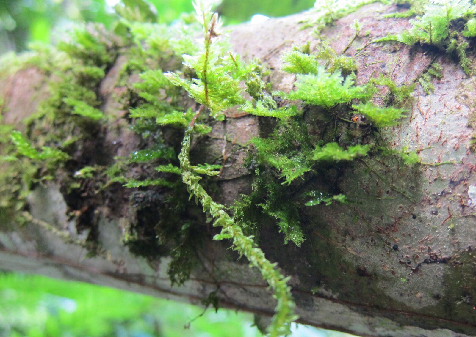 Canon PowerShot S95 sample photo. Feather moss, moss, tree photography