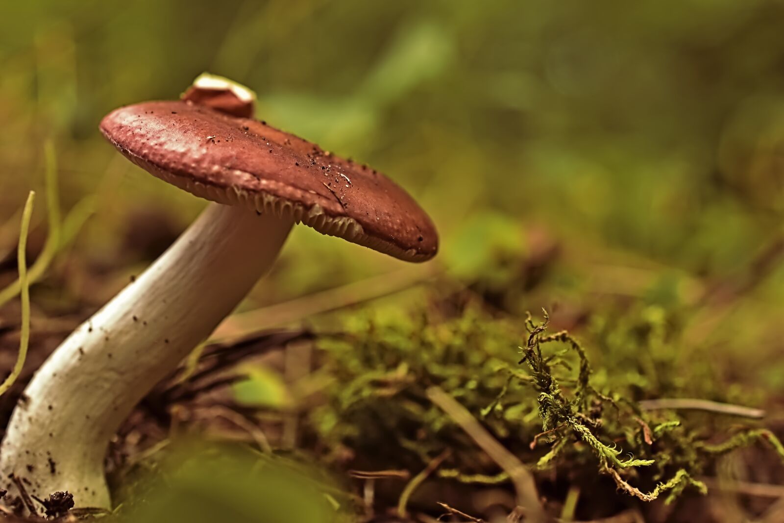 Nikon D5600 sample photo. Mushroom, russula, forest floor photography