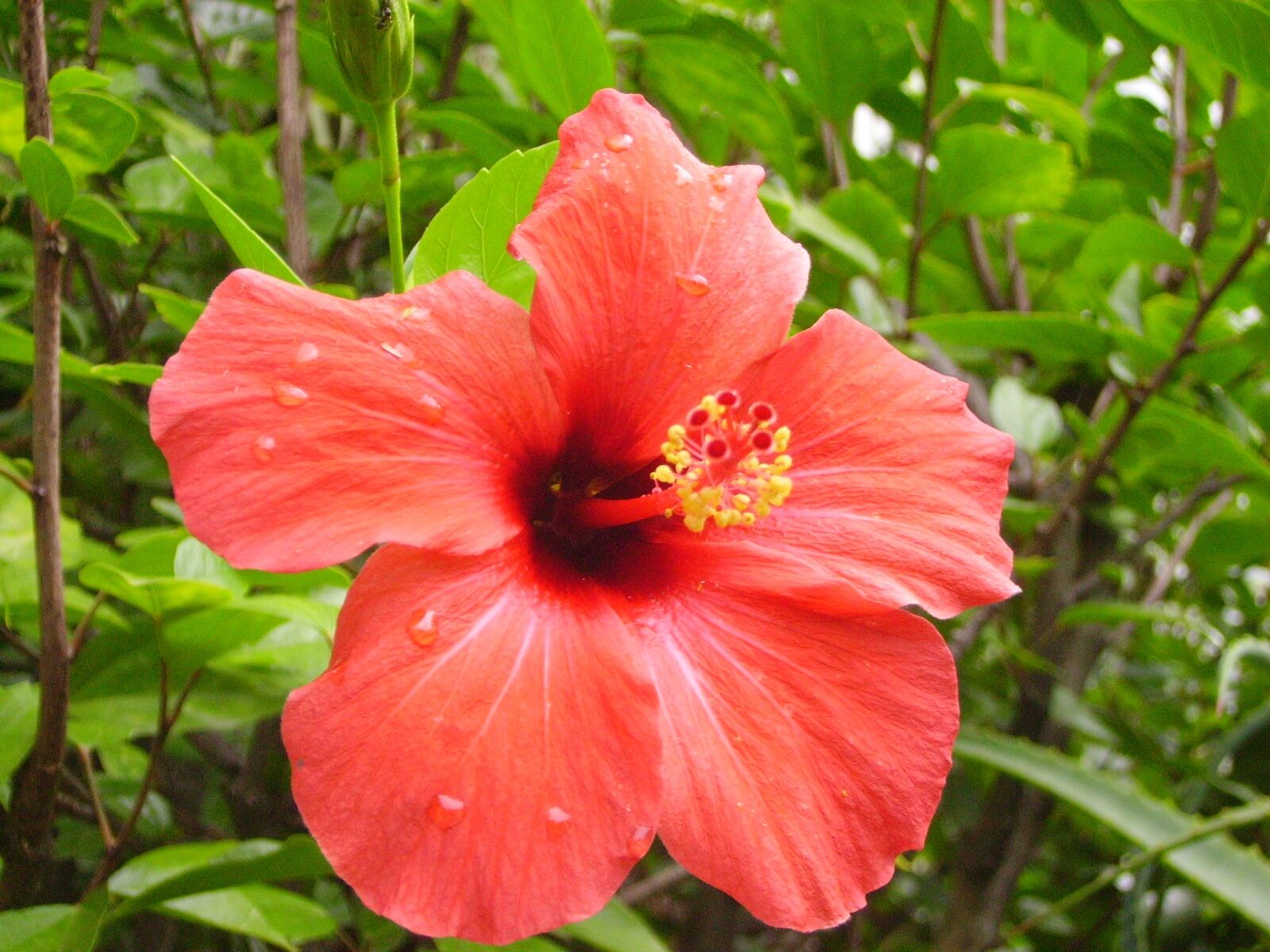 Pentax OPTIO 50L sample photo. Hibiscus, portugal, vacations photography