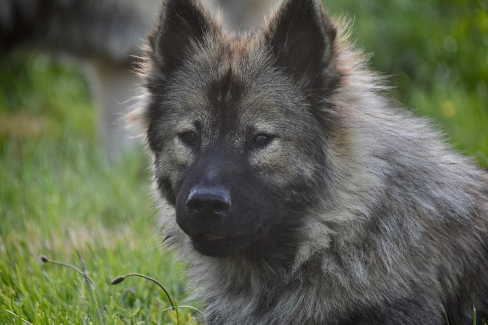 Nikon D5600 sample photo. Dog, dog eurasier, canine photography