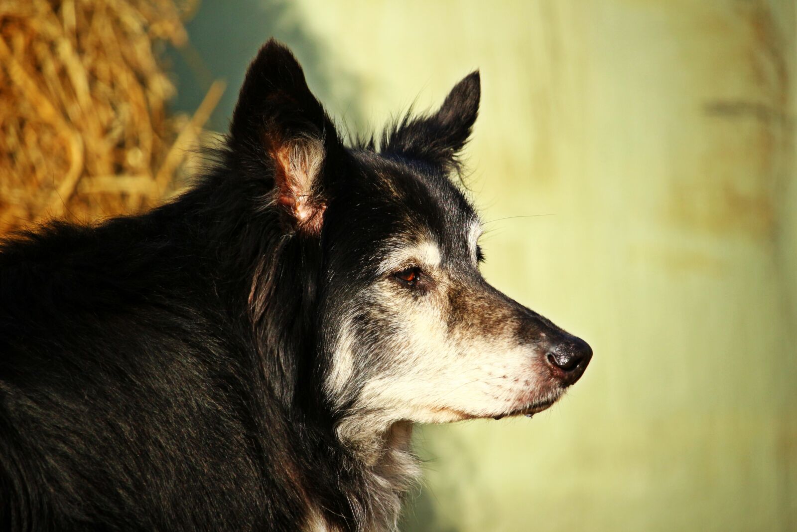 Canon EOS 100D (EOS Rebel SL1 / EOS Kiss X7) sample photo. Dog, border collie, herding photography