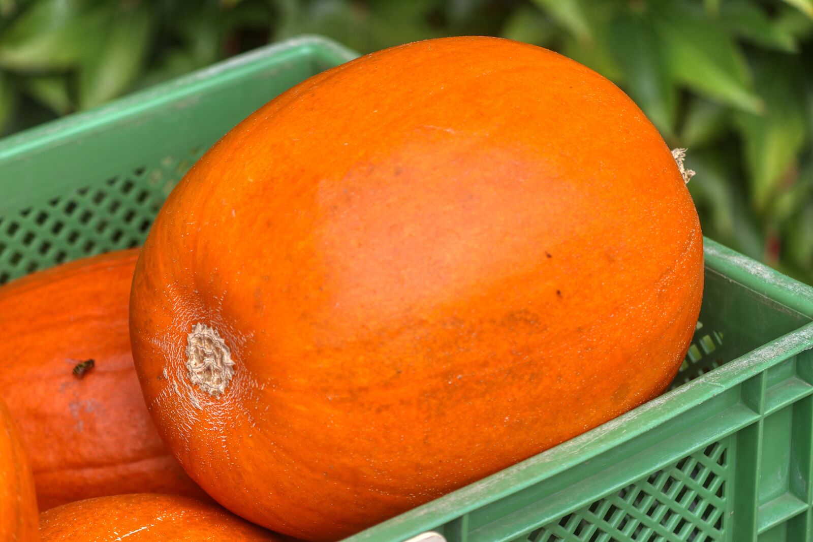 Canon EOS 80D sample photo. Pumpkin, harvest, vegetable market photography