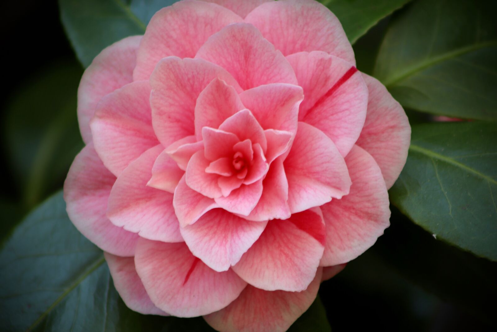 Canon EOS 800D (EOS Rebel T7i / EOS Kiss X9i) sample photo. Camellia, camellia flower, blossom photography