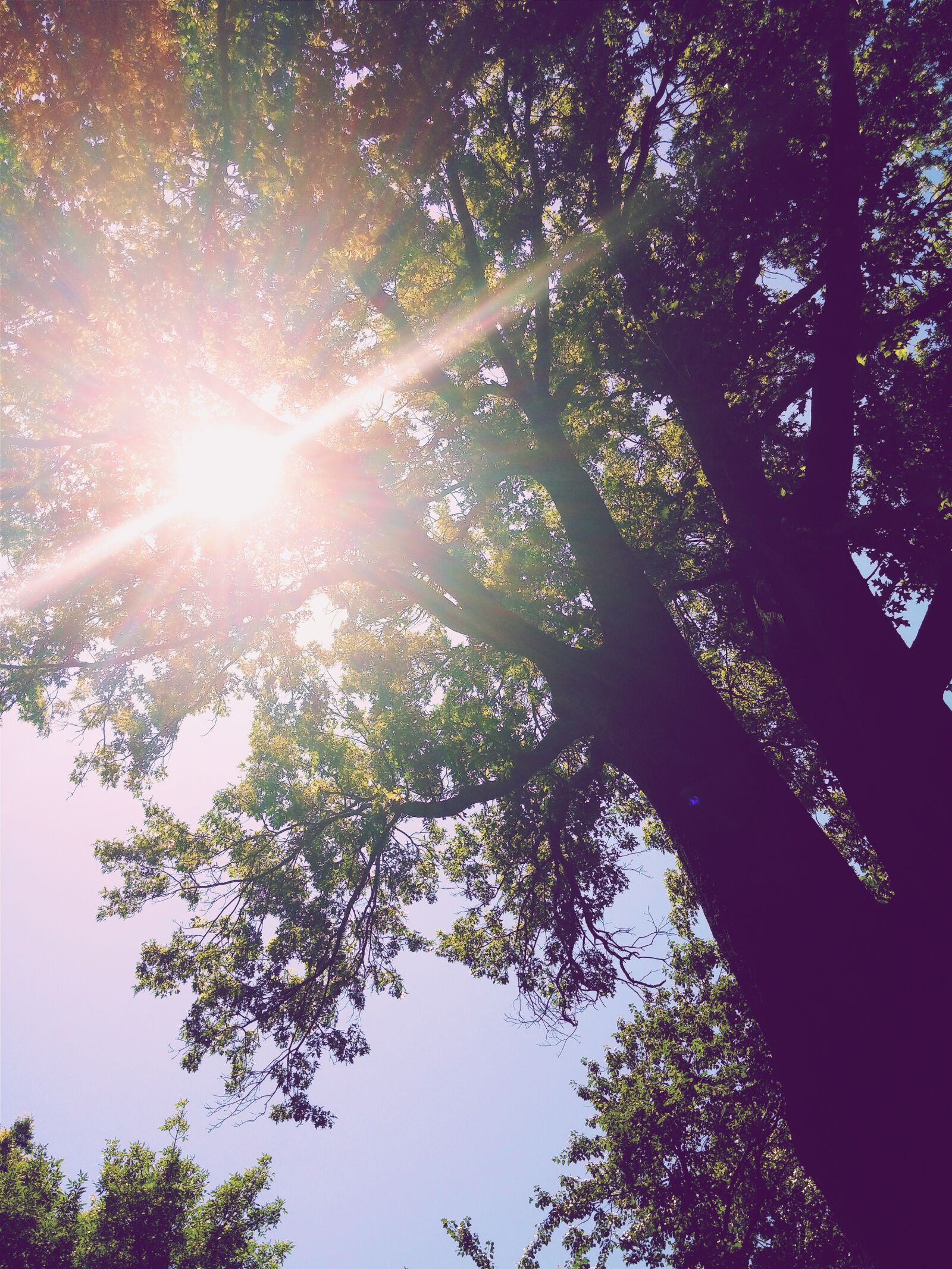 LG G3 sample photo. Sun, lens flare, tree photography