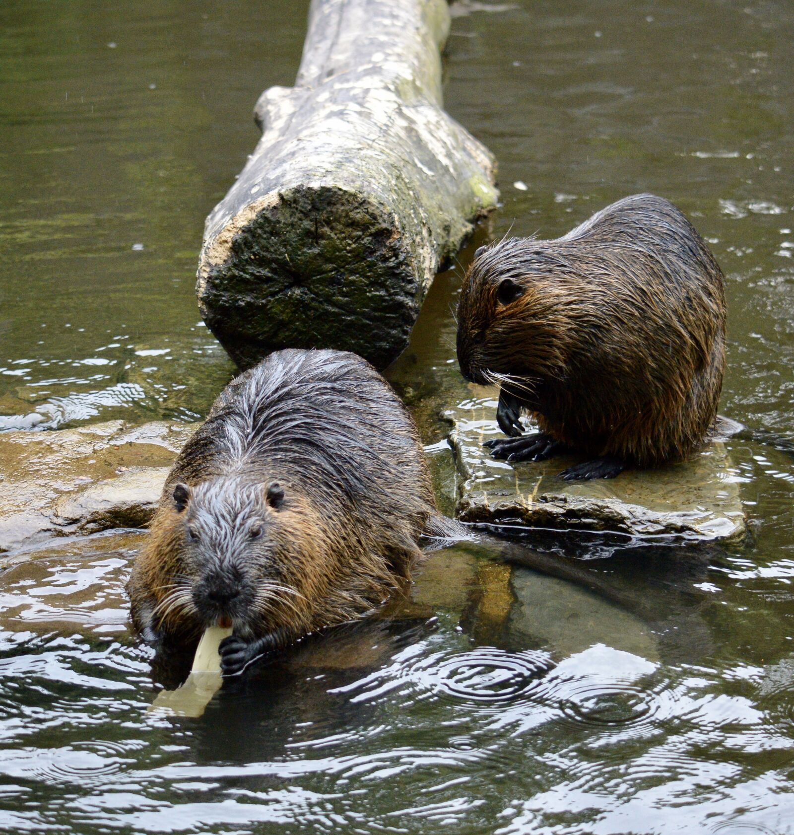 Nikon D3200 sample photo. Bober, river, animal photography