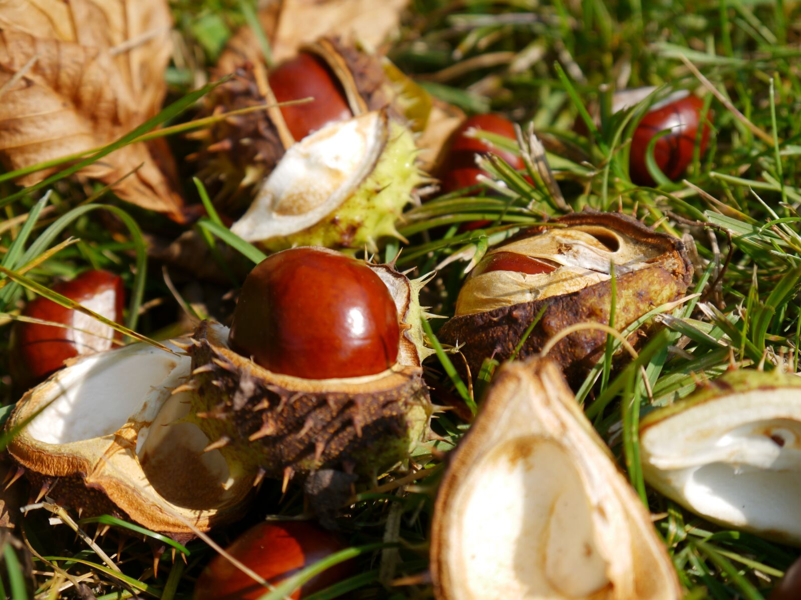 Panasonic Lumix DMC-G5 sample photo. Chestnut, autumn, prickly photography