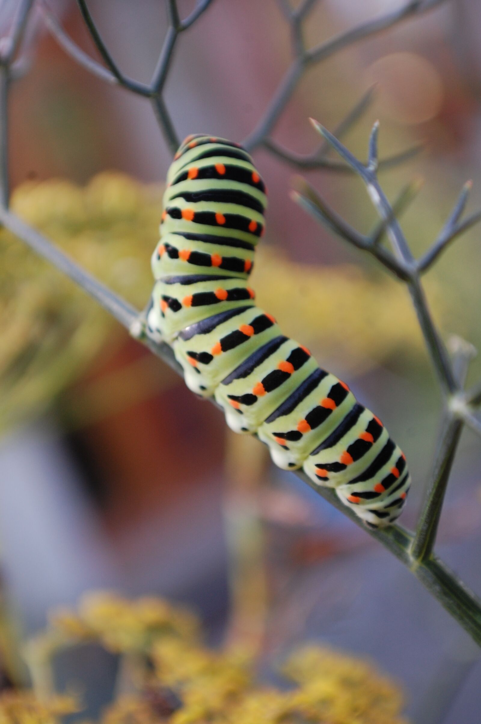 Nikon D40 sample photo. Caterpillar, interesting, outdoors photography