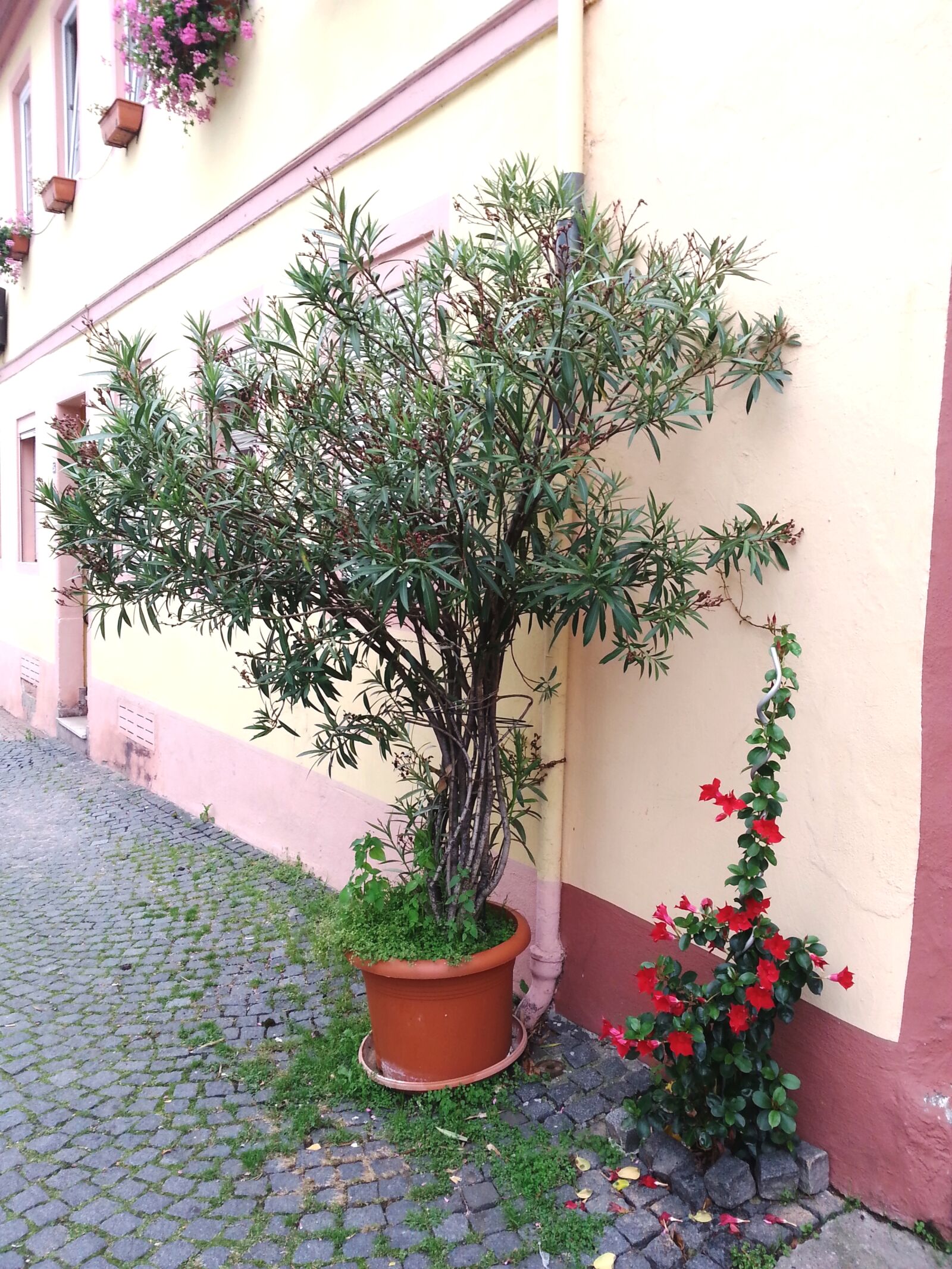 Samsung Galaxy S3 sample photo. Tree photography