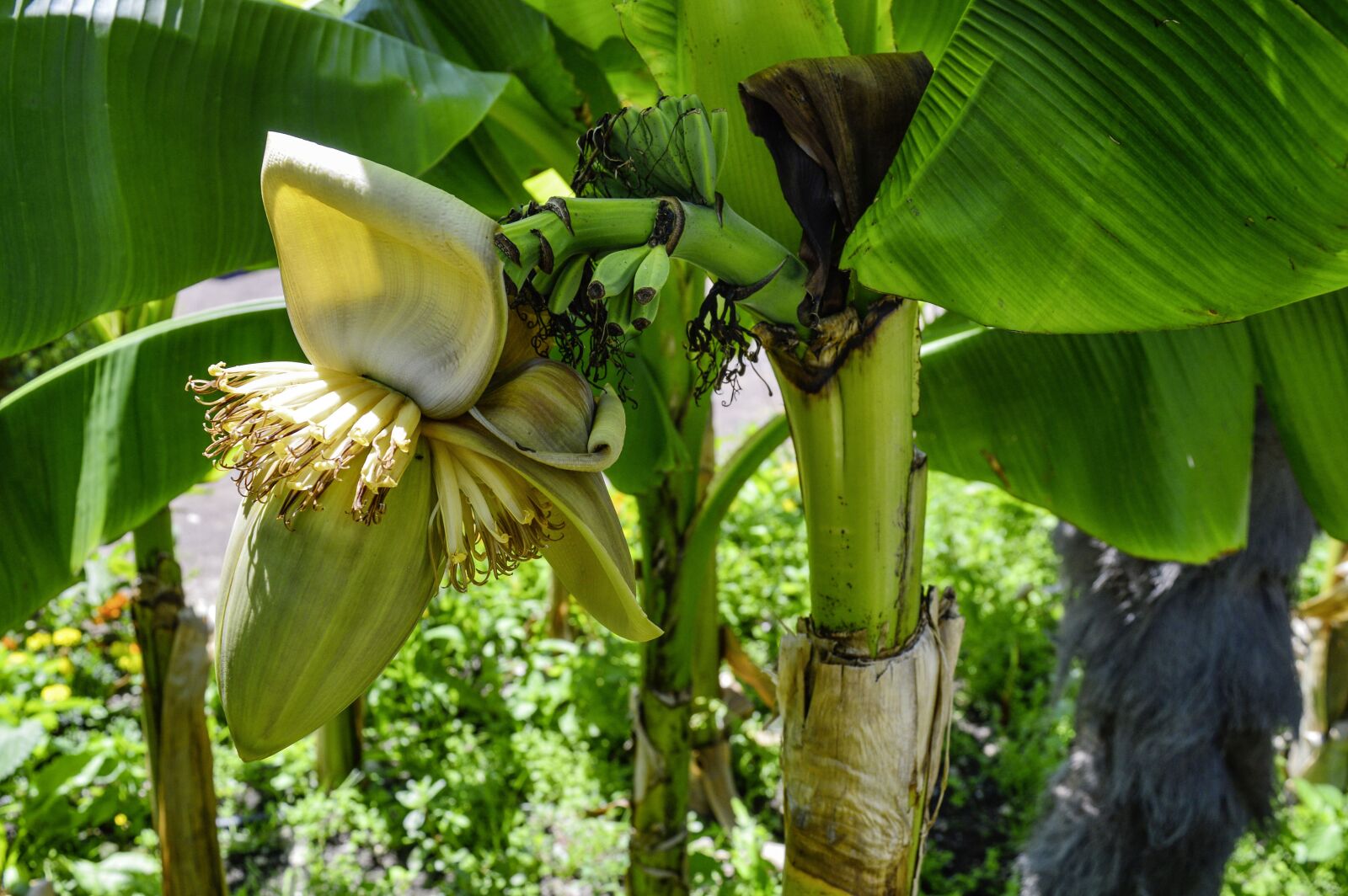 Nikon D3200 sample photo. Fiber banana, banana, blossom photography