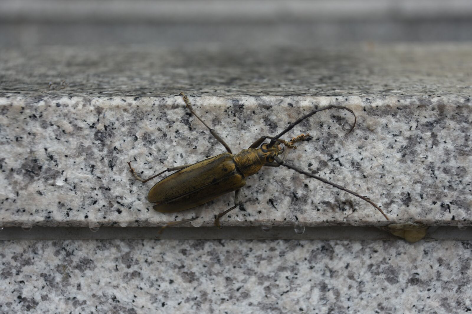 Nikon D7200 sample photo. Insects, sawyer, nature photography