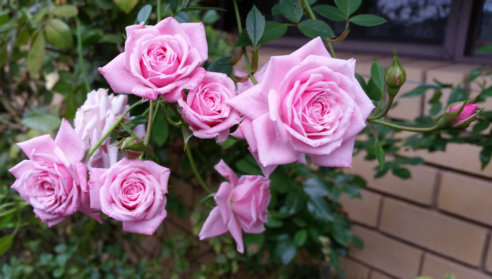Samsung Galaxy S5 sample photo. Flowers, roses, pink photography