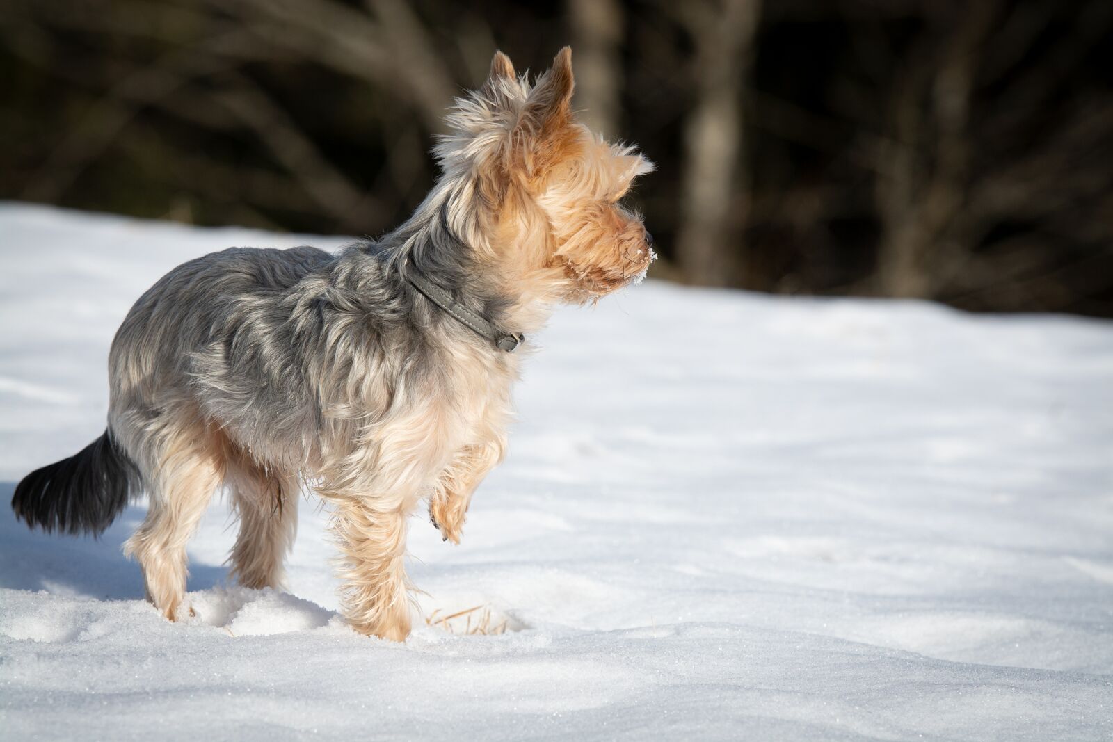 Nikon D7100 sample photo. Dog, winter, snow photography