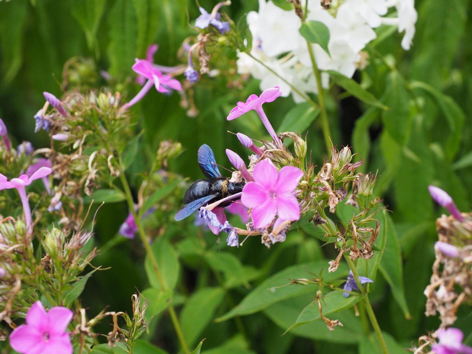 Olympus OM-D E-M1 + Olympus M.Zuiko Digital ED 12-40mm F2.8 Pro sample photo. Big blue wooden bee photography