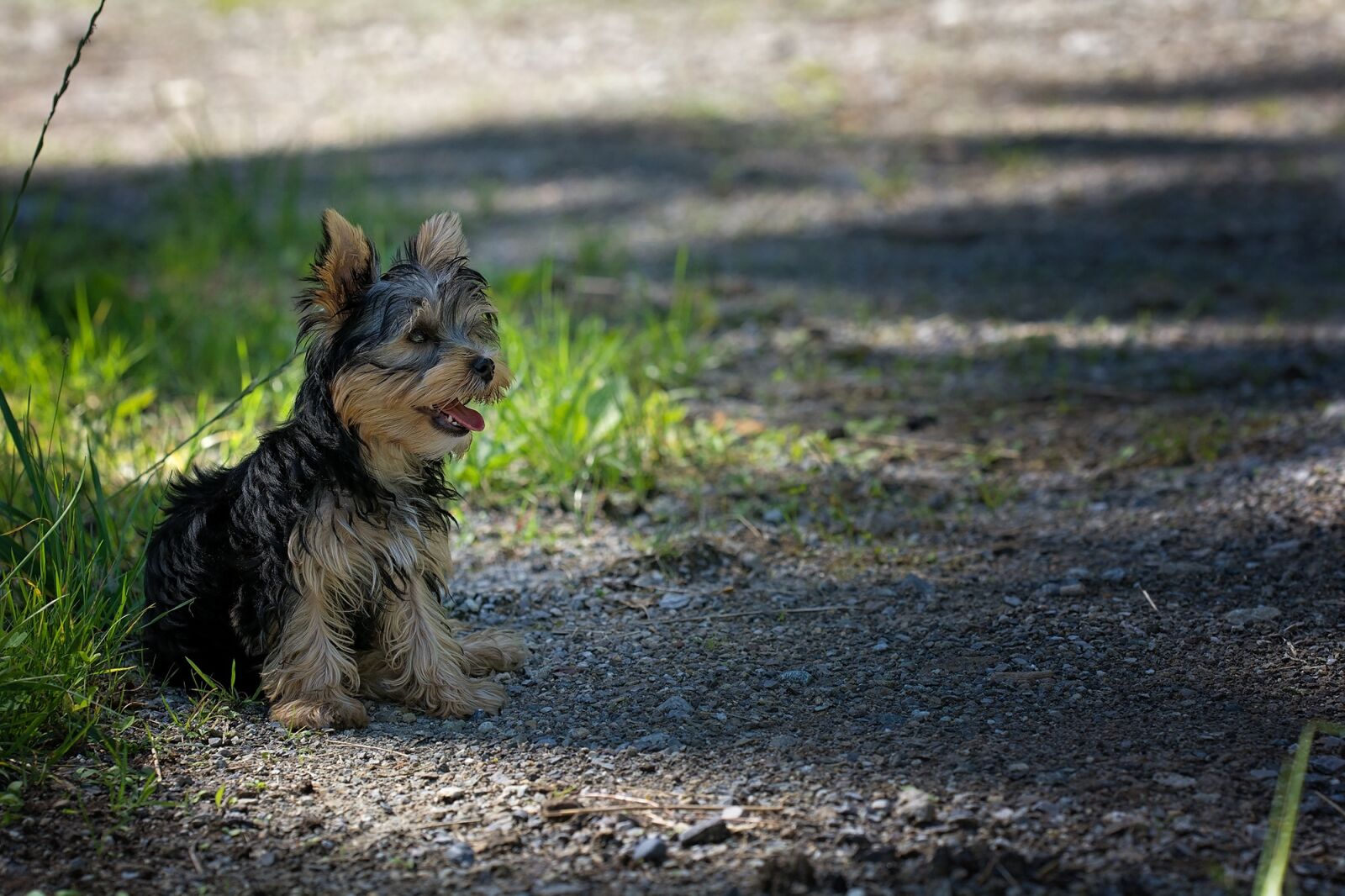 Nikon D7100 sample photo. Dog, puppy, young animal photography