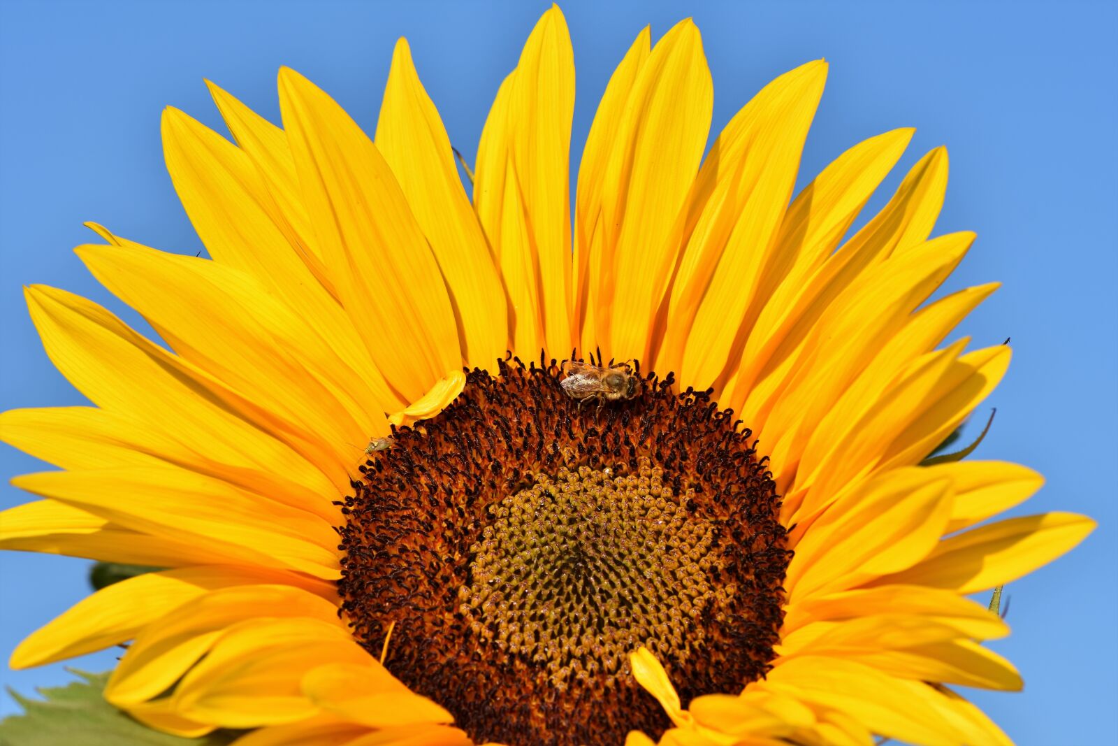 Nikon D7200 sample photo. Sunflower, flower, yellow photography