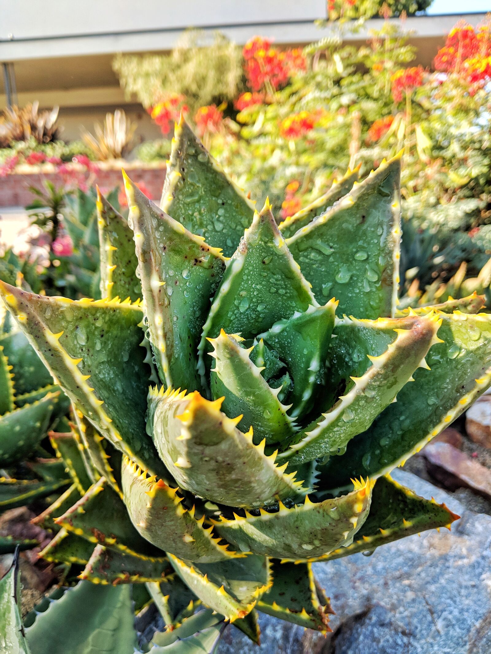 Google Pixel 2 XL sample photo. Aloe vera, plant, outdoors photography