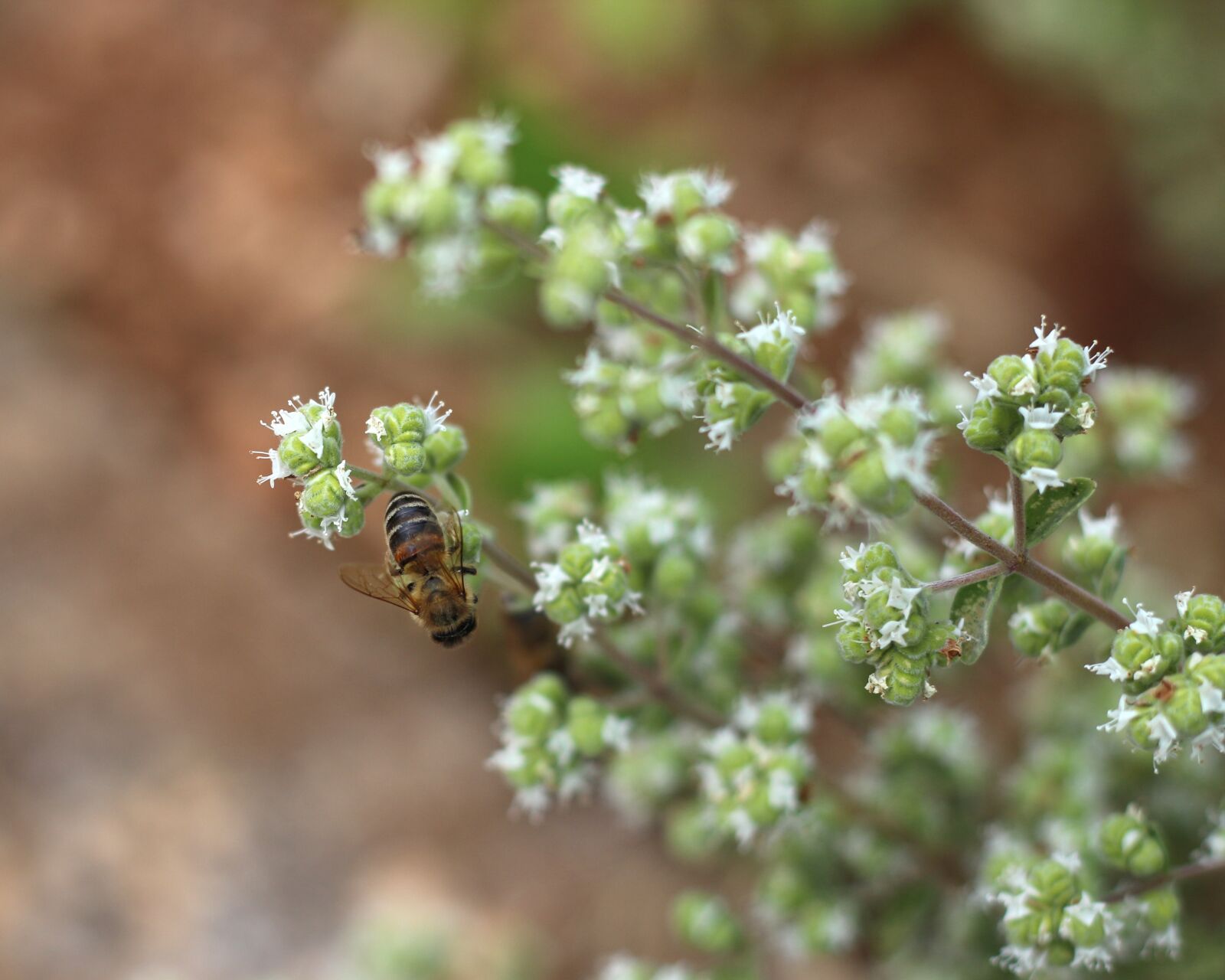 Canon EOS 700D (EOS Rebel T5i / EOS Kiss X7i) sample photo. White flowers, flowers, tiny photography