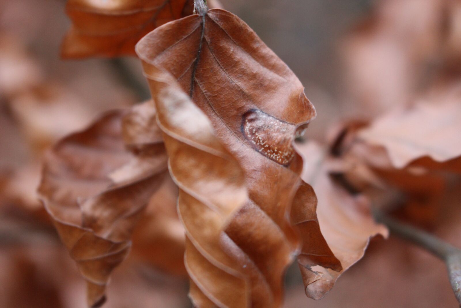 Canon EOS 100D (EOS Rebel SL1 / EOS Kiss X7) sample photo. Foliage, orange, autumn photography