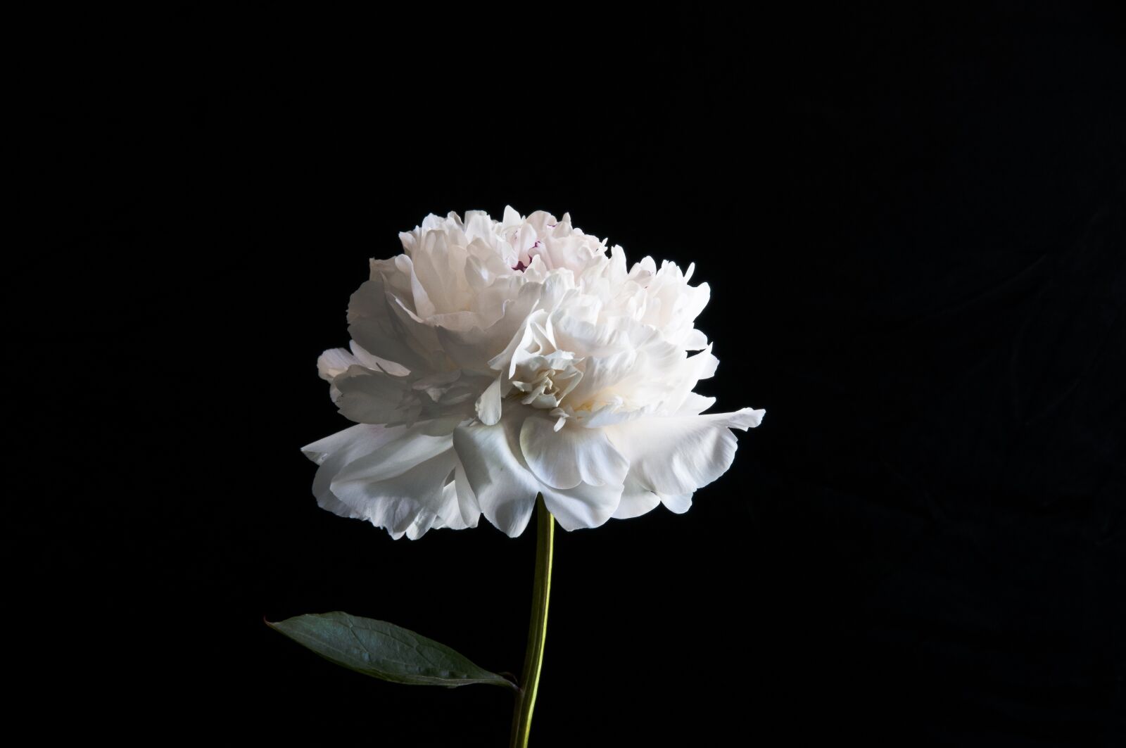 Nikon D300 sample photo. Peony, white, floral photography