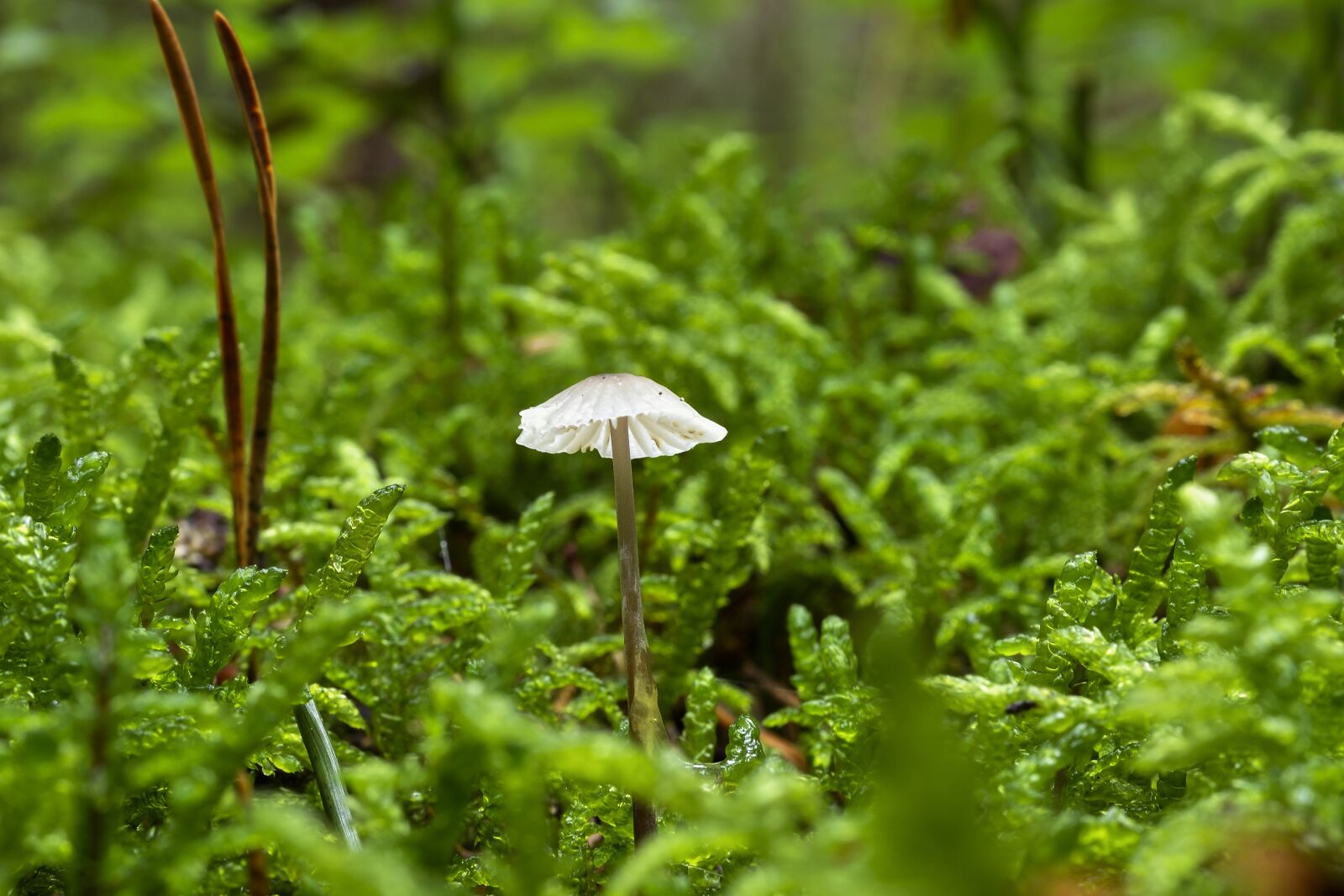 Nikon D7200 sample photo. Mushroom, alpino-oriented milk helmling photography