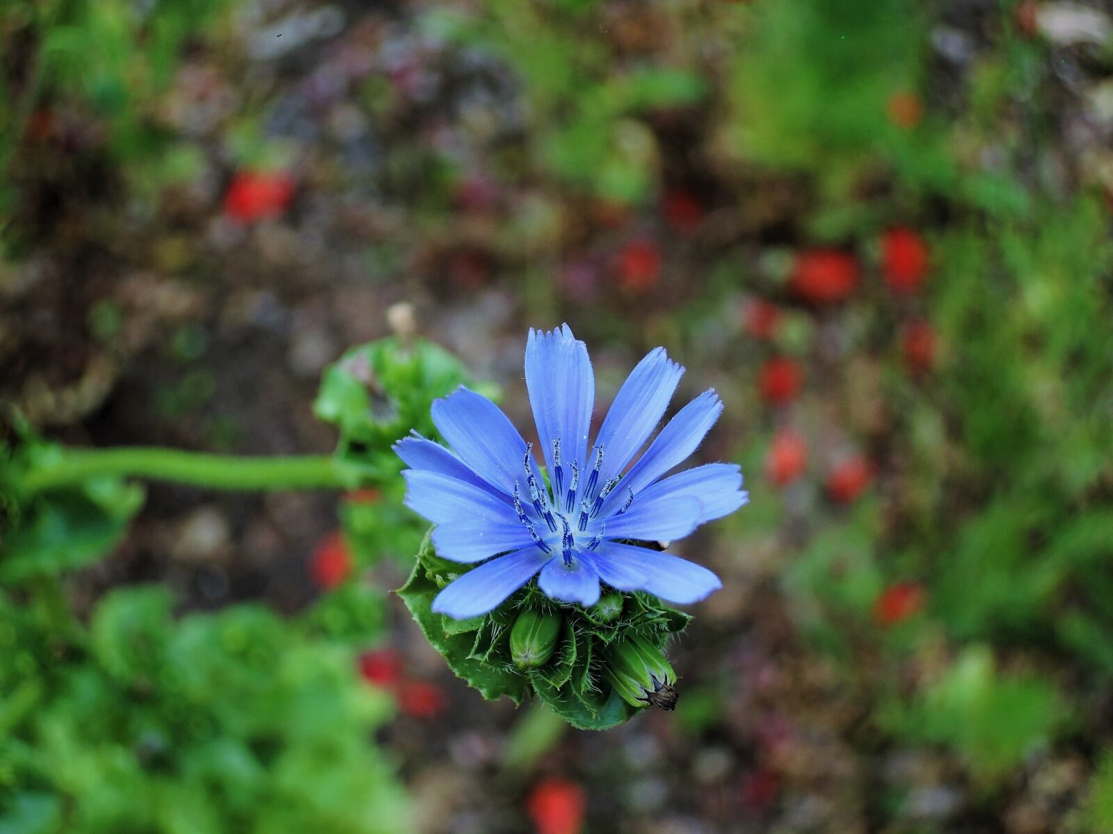 Nikon Coolpix P340 sample photo. Flower, blue, blue flower photography