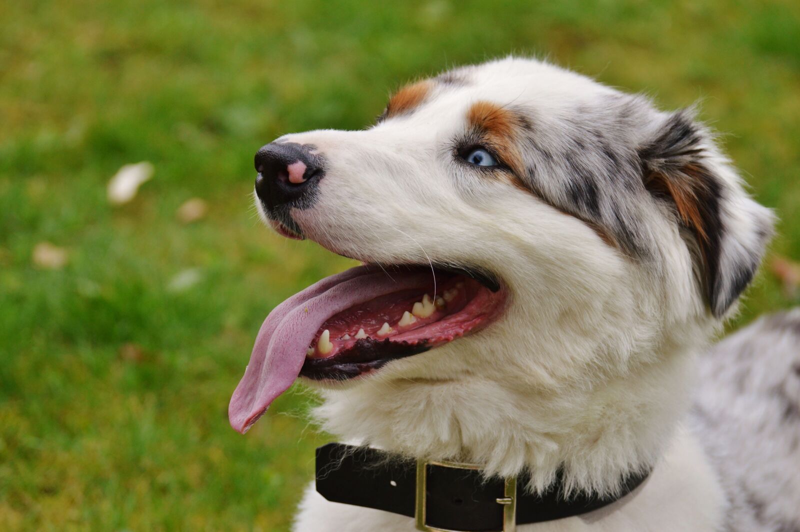 Nikon D3200 sample photo. Dog, play, meadow photography