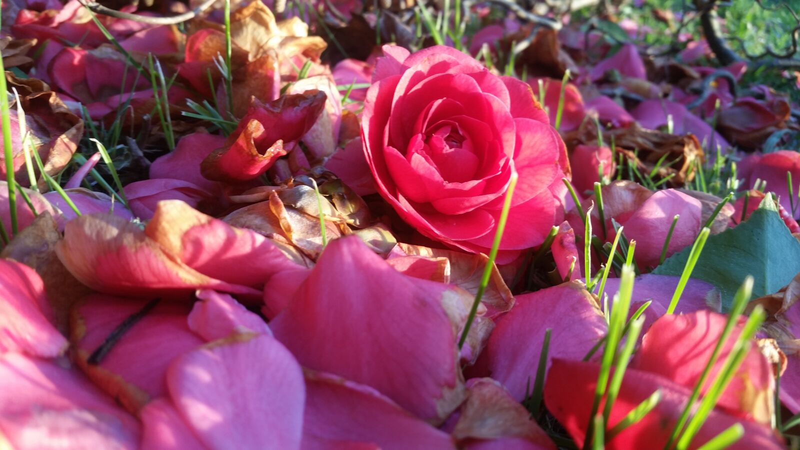 Samsung Galaxy S5 sample photo. Flower, nature, flora photography