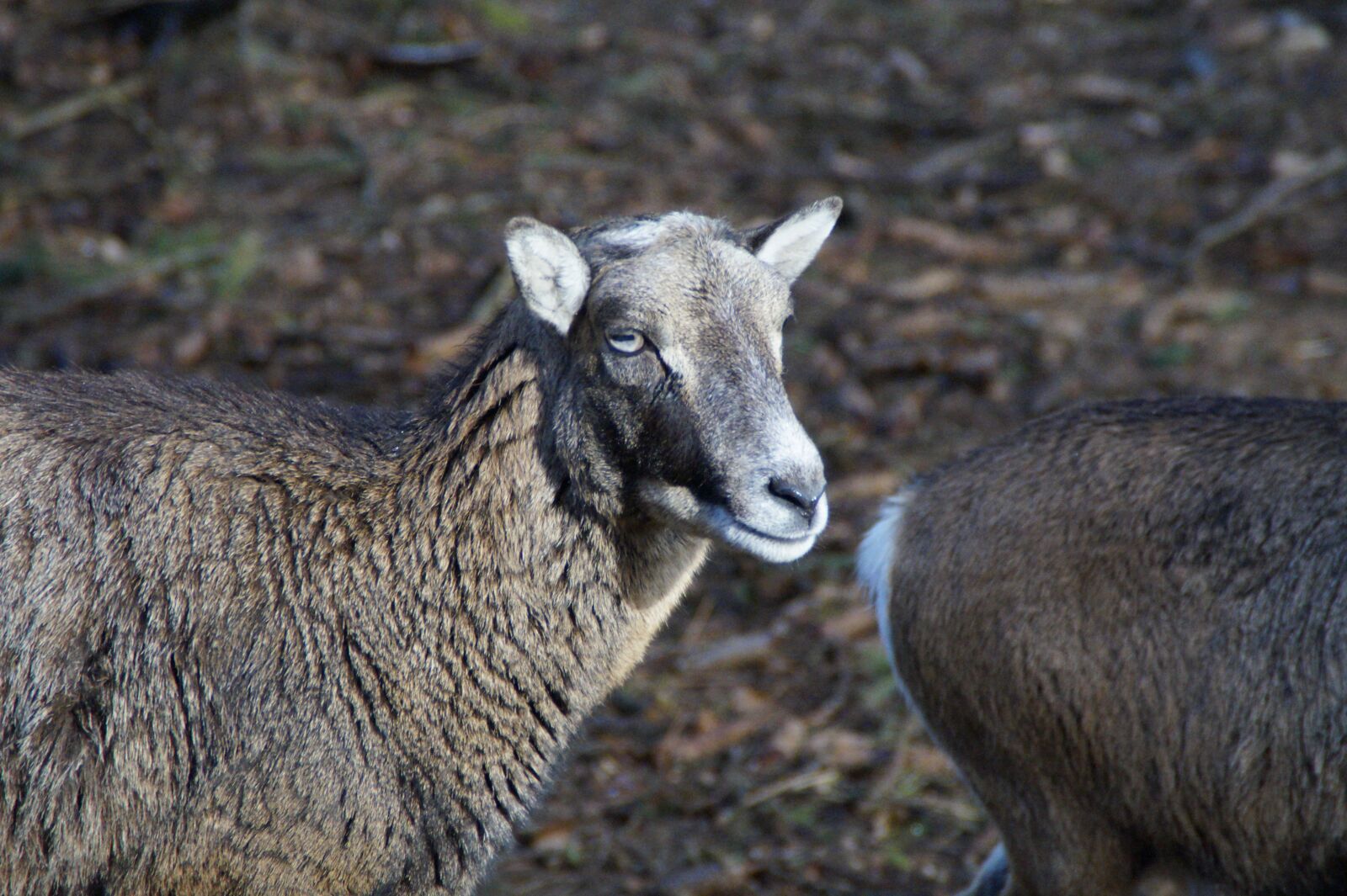 Sony SLT-A58 sample photo. Sheep, livestock, animal photography
