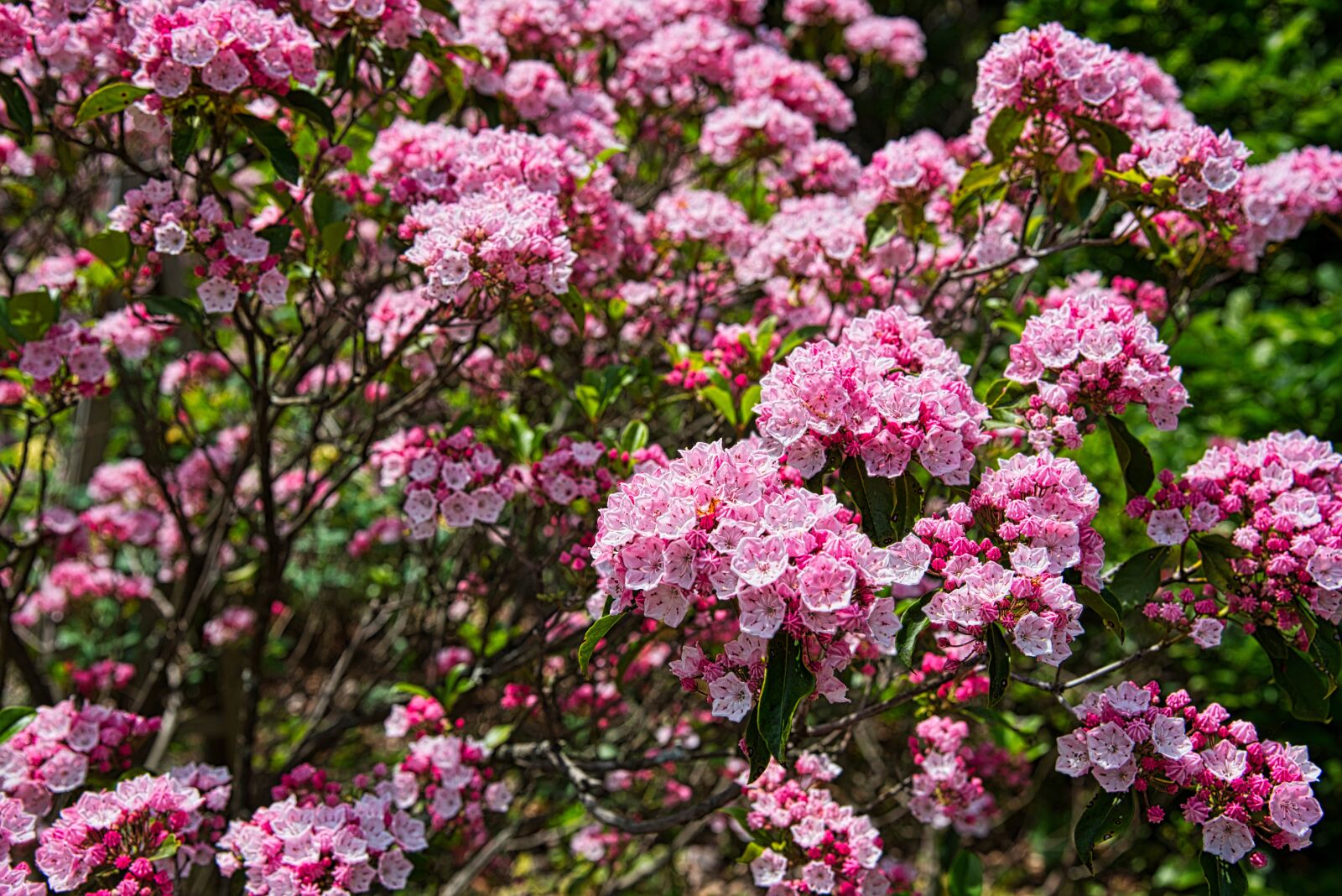 Nikon D750 sample photo. Flowers, garden, bloom photography
