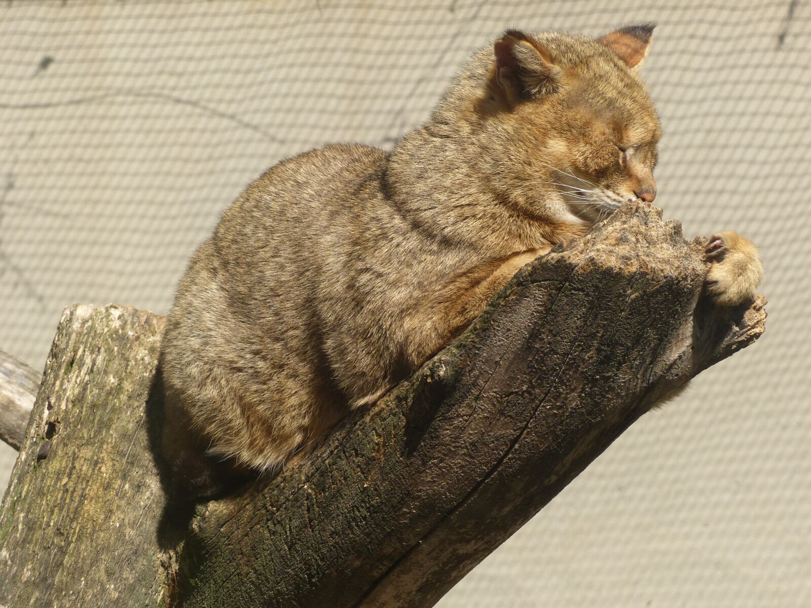 Panasonic Lumix DMC-FZ200 sample photo. Gato, animal, mamífero photography