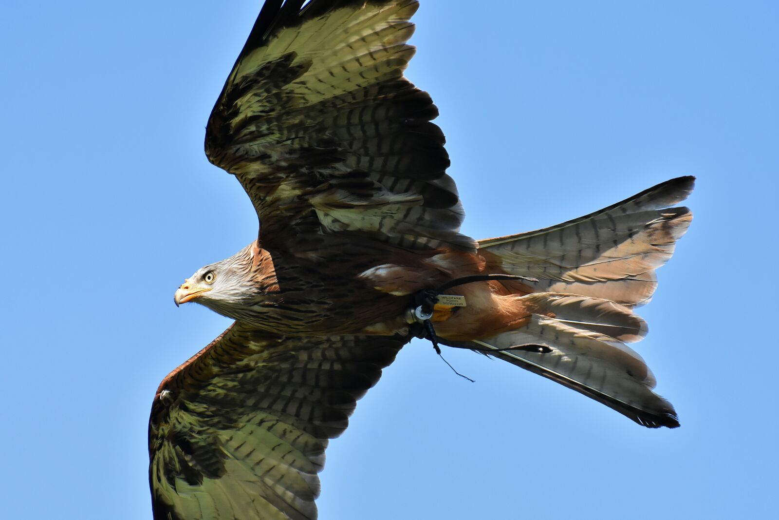 Nikon D7200 sample photo. Red kite, milvus milvus photography