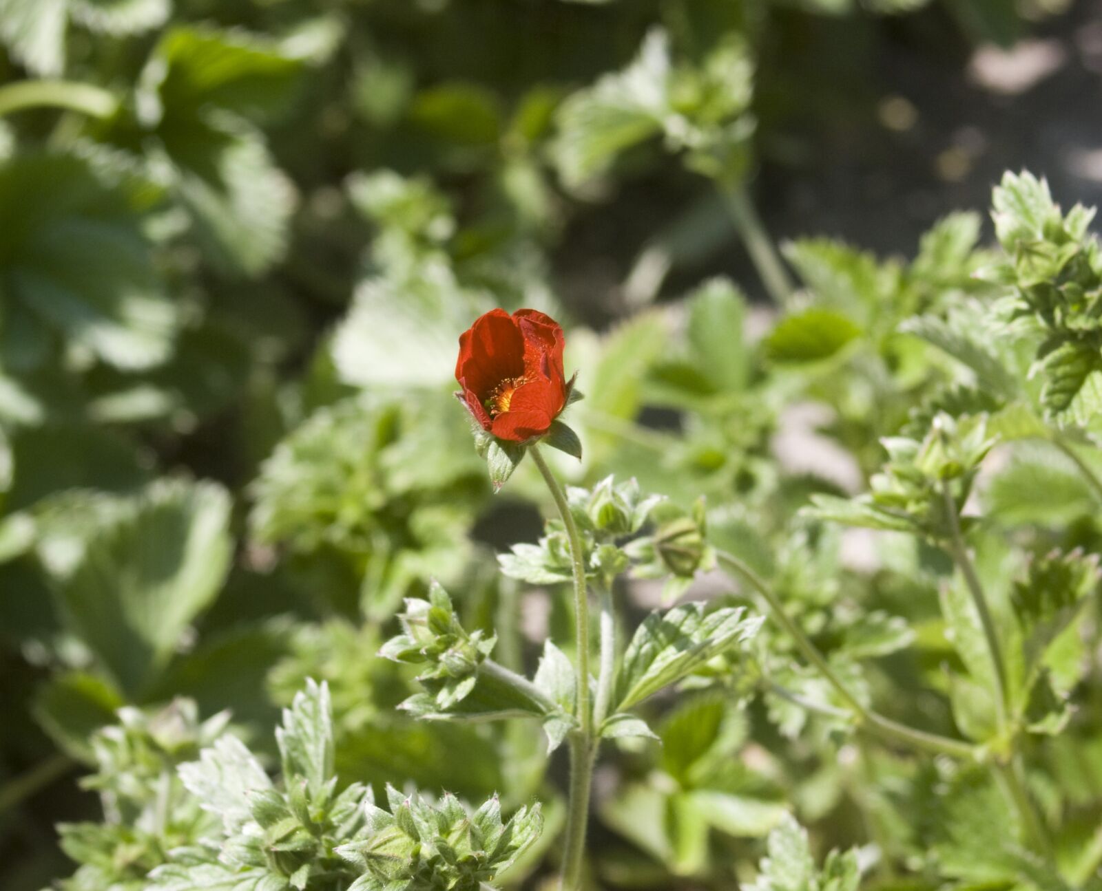 Canon EOS 1000D (EOS Digital Rebel XS / EOS Kiss F) sample photo. Flower, red, mountain flowers photography