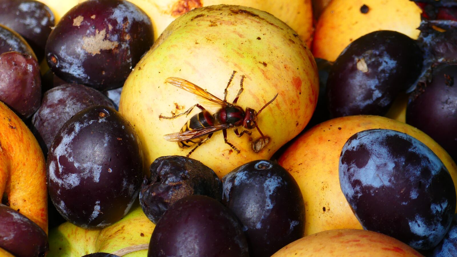 Panasonic Lumix DMC-FZ300 sample photo. Hornet, insect, wasp photography