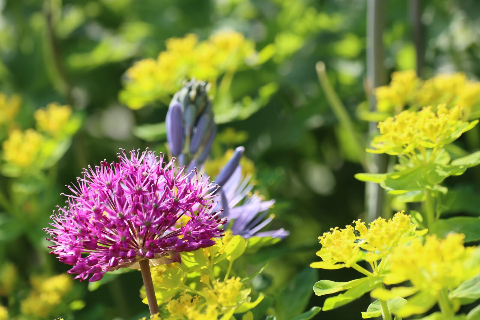 Canon EOS 90D sample photo. Flowers, shrub, blossom photography