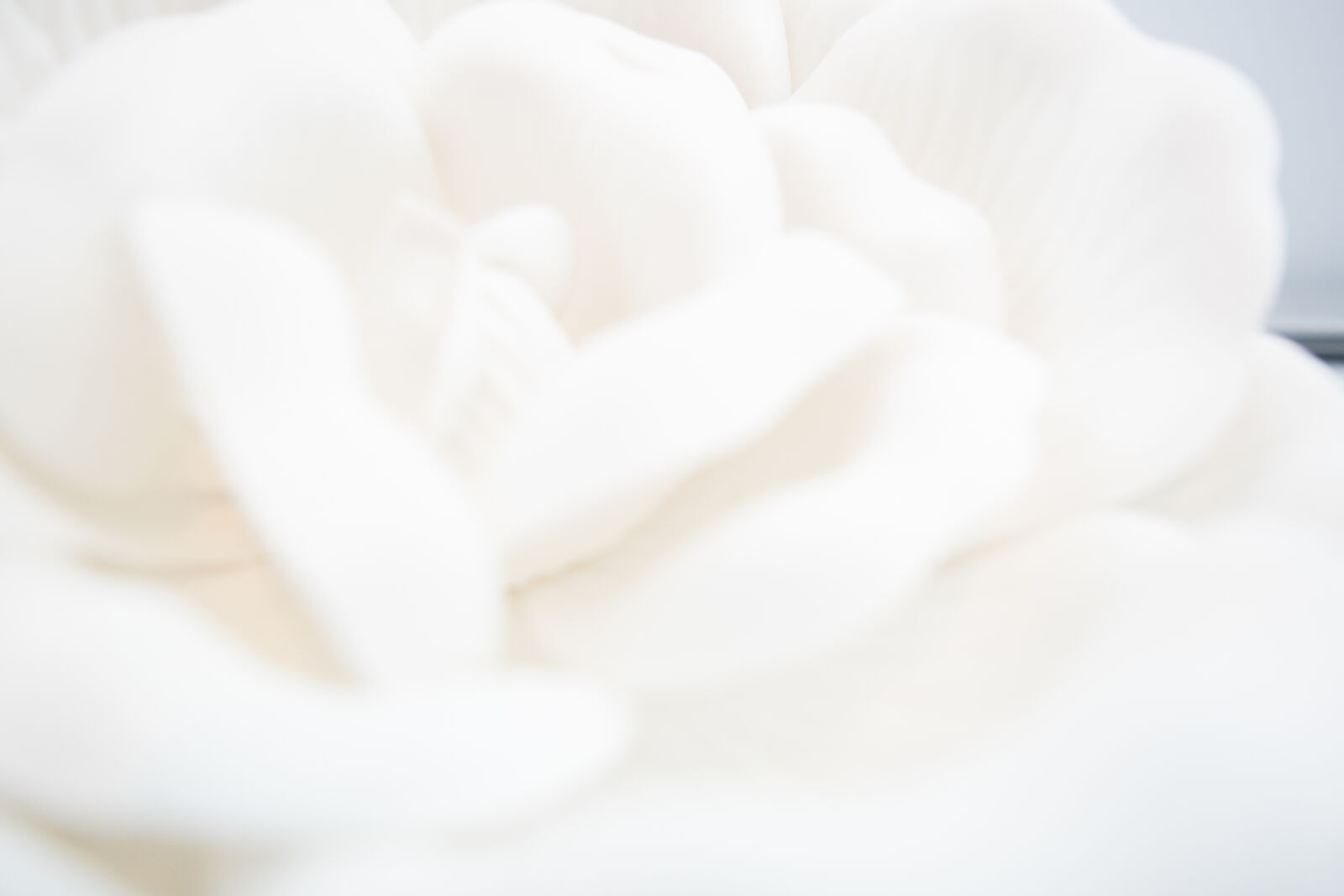 Nikon D3300 sample photo. White, rose photography