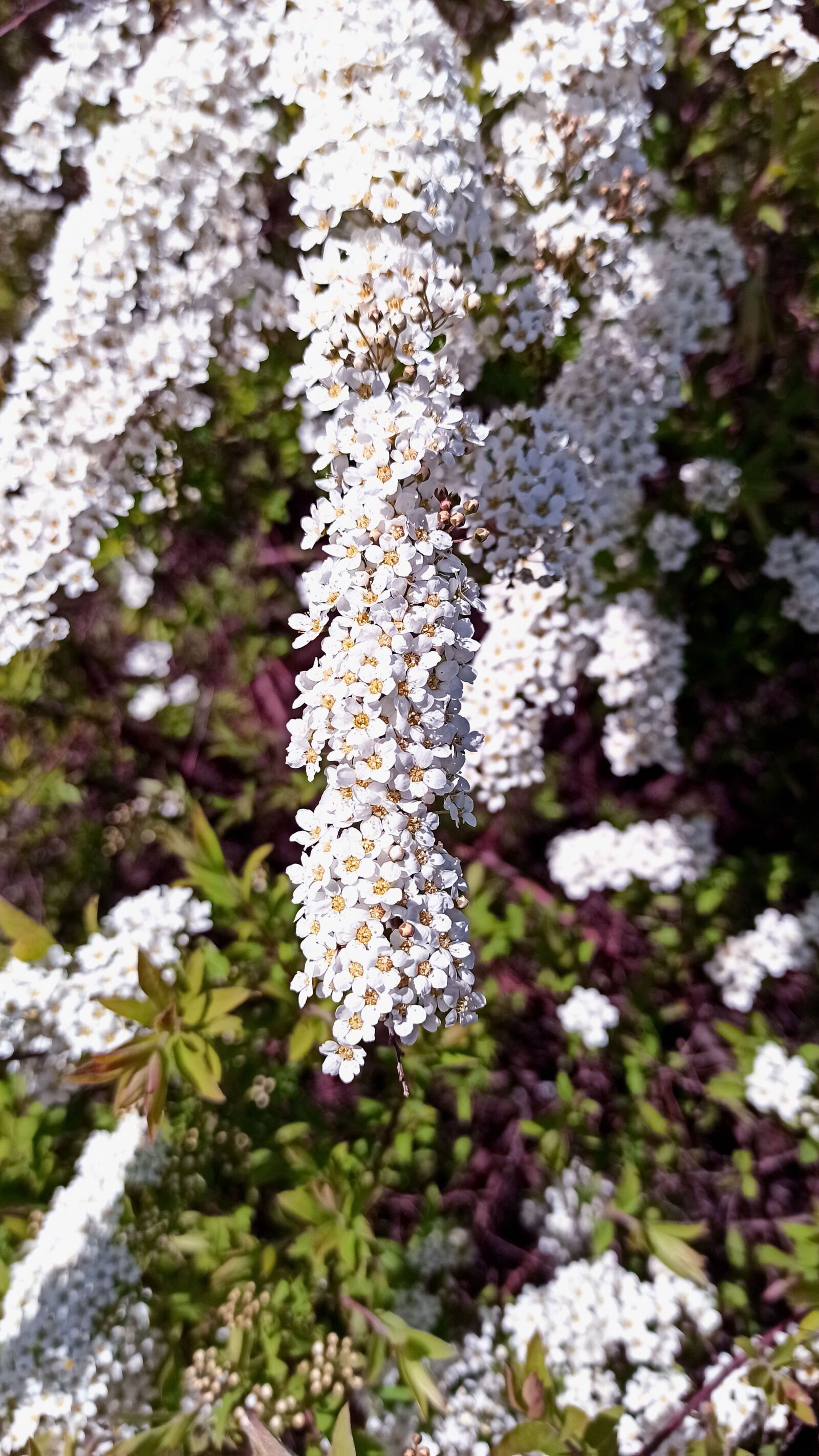 Xiaomi Redmi Note 8 Pro sample photo. Spirea, flowers, white photography