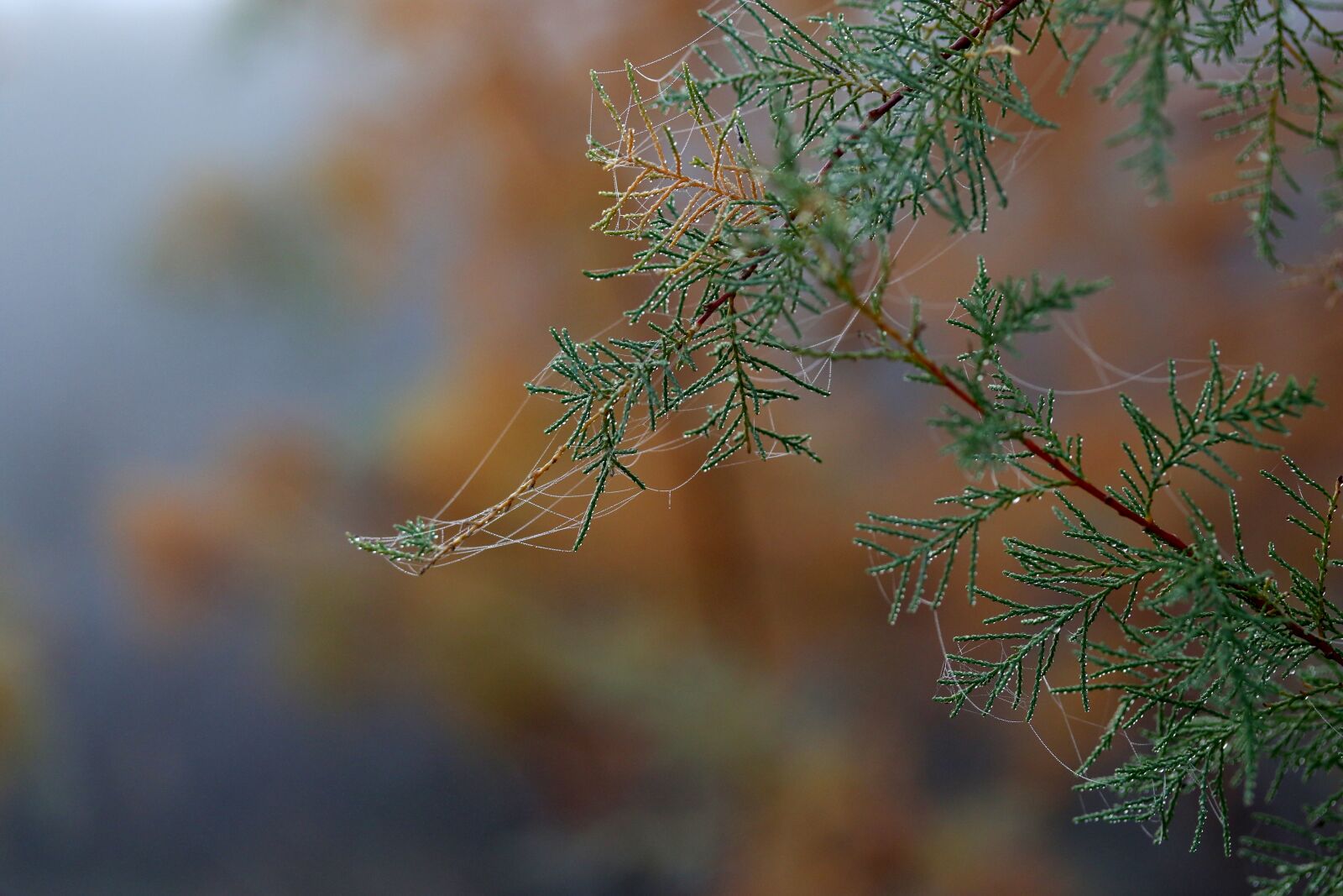 Canon EF-S 60mm F2.8 Macro USM sample photo. Casey, leaves, spider web photography