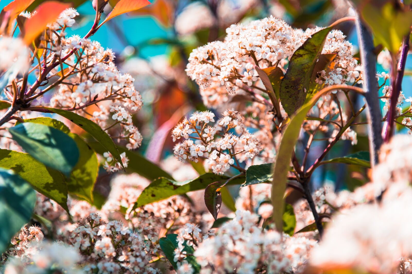 Nikon D850 sample photo. Shrub, nature, ker photography
