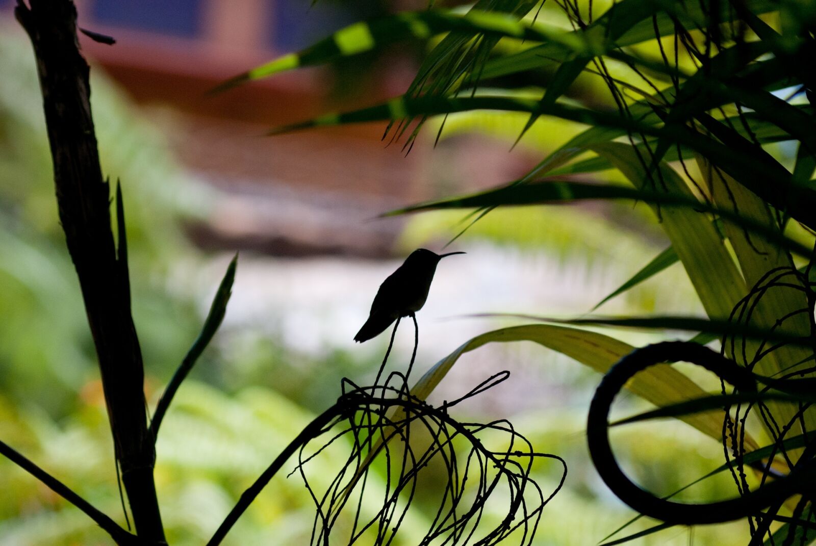 Sony Alpha DSLR-A330 sample photo. Hummingbird, silhouette, perched photography