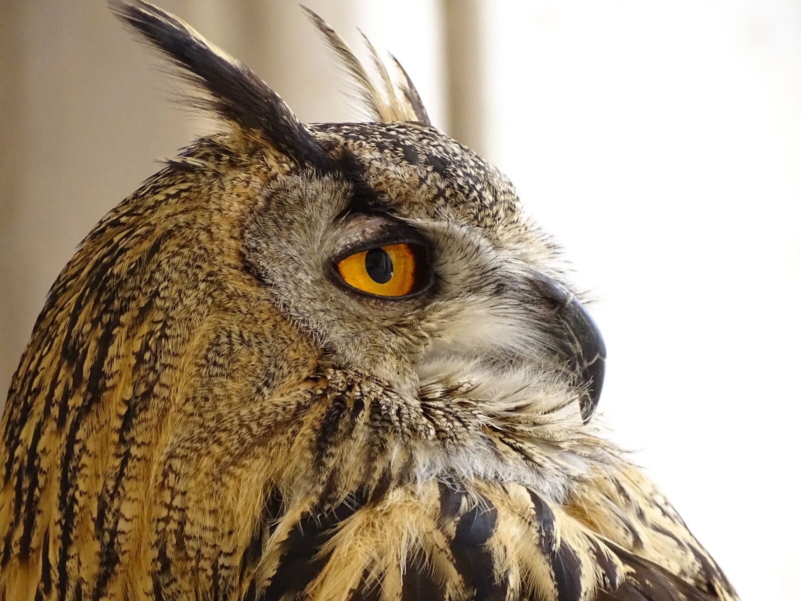 Sony Cyber-shot DSC-HX400V sample photo. Owl, animal, eyes photography